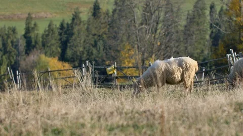 Sheeps graze grass on the green meadow.  스톡 동영상 118667061