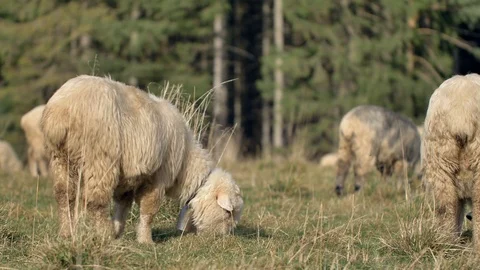 Sheeps graze grass on the green meadow.  Stock-Footage 118667643