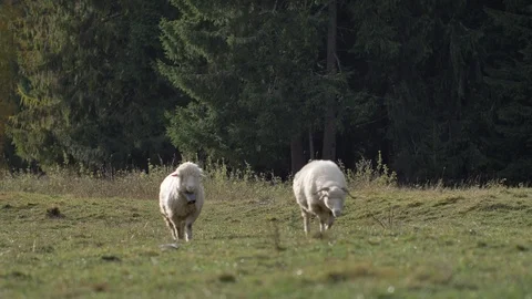 Sheeps graze grass on the green meadow.  Stock-Footage 118667697