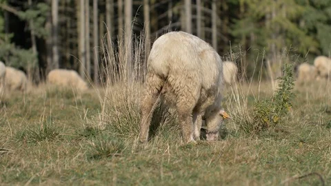 Sheeps graze grass on the green meadow.  Stock-Footage 118668074