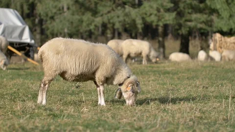 Sheeps graze grass on the green meadow.  Vidéo 118668944