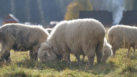 Sheeps graze grass on the green meadow.  Stockbeeldmateriaal 118669014