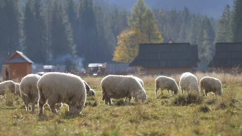 Sheeps graze grass on the green meadow.  Stock Footage 118669191