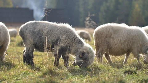 Sheeps graze grass on the green meadow.  스톡 동영상 118669298