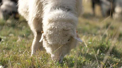 Sheeps graze grass on the green meadow.  Stock Footage 118669503