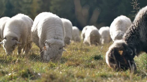 Sheeps graze grass on the green meadow.  Stock Footage 118669712