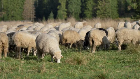 Sheeps graze grass on the green meadow.  Stock Footage 118670501
