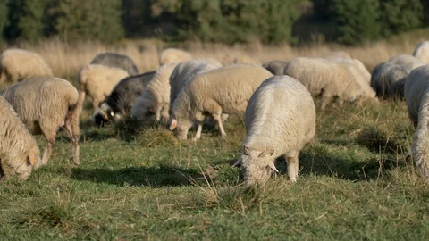Sheeps graze grass on the green meadow.  Stock Footage 118670593