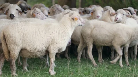 Sheeps graze grass on the green meadow. Natural sunlight. Stock-Footage 144357329