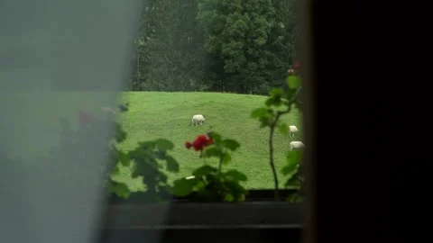 Sheeps graze on green meadow. Window, tulle, red flowers on the windowsill Stock Footage 138926488