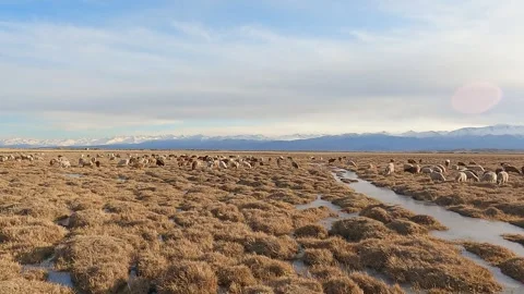 Sheeps grazes in a meadow Stock Footage 242102780