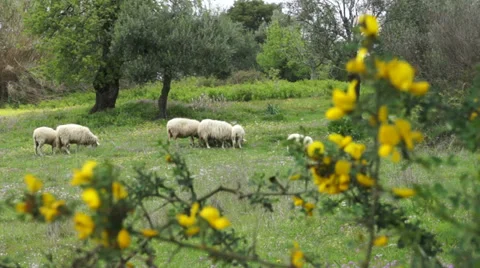 Ms Ilive Stock Videos – Royalty-Free HD & 4K Videos