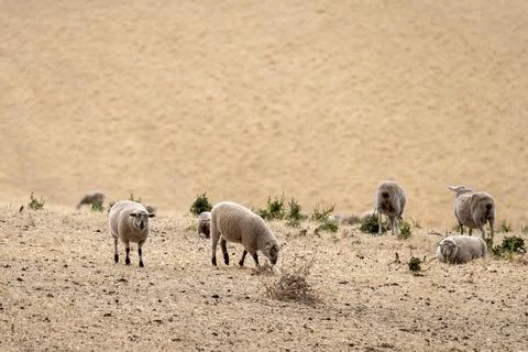 Sheeps grazing on the field Stock Photos