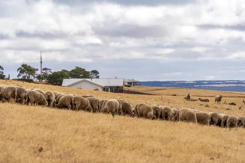 Sheeps grazing on the field Stock Photos