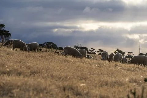 Sheeps grazing on the field Stock Photos