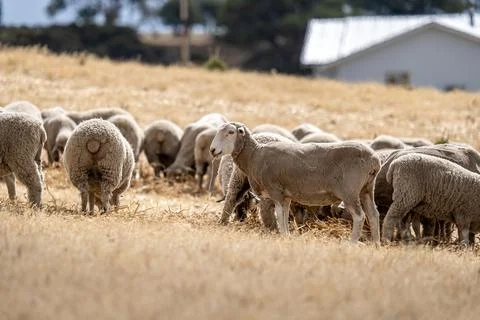 Sheeps grazing on the field Stock Photos