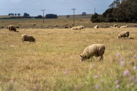 Sheeps grazing on the field Stock Photos