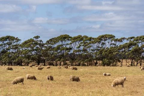 Sheeps grazing on the field Stock Photos