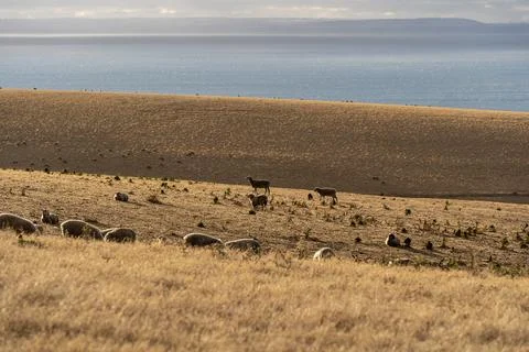 Sheeps grazing on the field Stock Photos