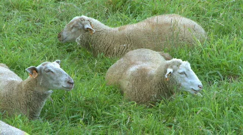 Sheeps grazing Video stock 308319