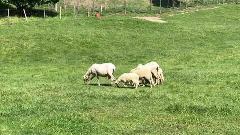 Sheeps grazing Stock Footage 77731661