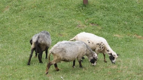 Sheeps grazing in a grassy field. Stock Footage 77228157