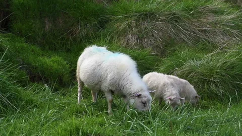 Sheeps grazing in Iceland Stock Footage 92439979