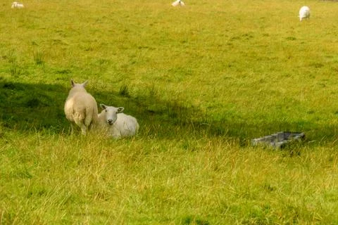 Sheeps grazing in a meadow Stock Photos