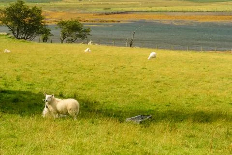 Sheeps grazing in a meadow Stock Photos
