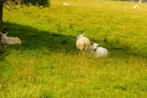 Sheeps grazing in a meadow Stock Photos