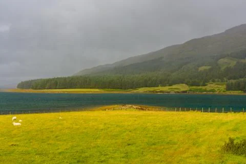 Sheeps grazing in a meadow Stock Photos