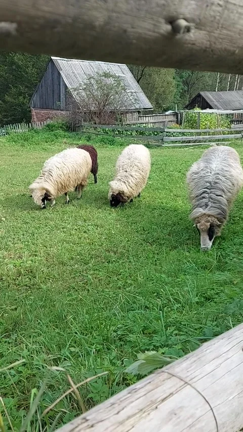 Sheeps grazing in a meadow. Two white sheeps and one brown sheep are grazing in Stock Footage 317939843