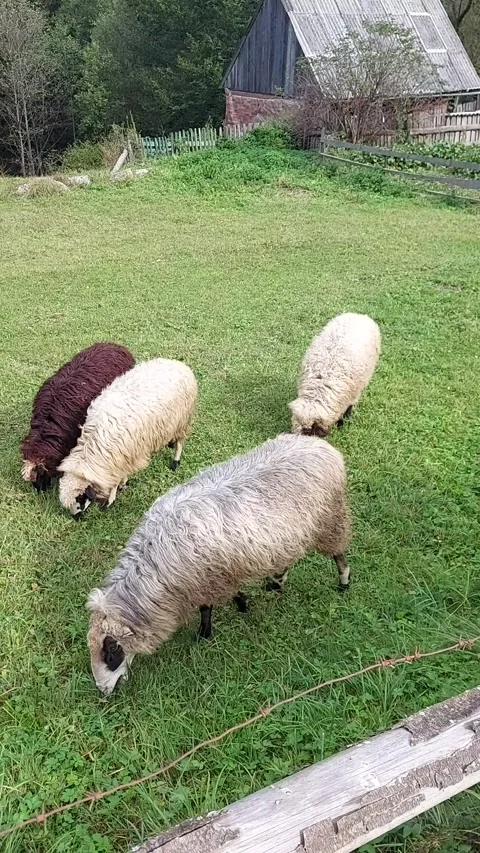 Sheeps grazing in a meadow. Two white sheeps and one brown sheep are grazing in 스톡 동영상 317997509