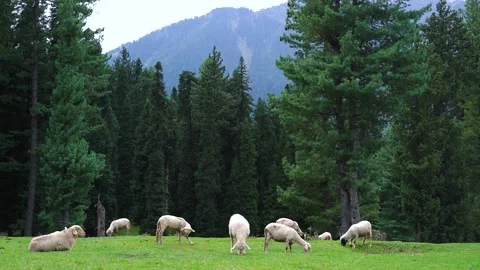 Sheeps grazing in the meadows Stock Footage 241477322