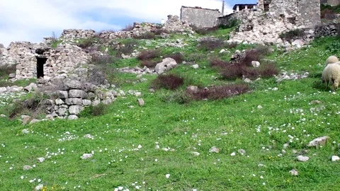 Sheeps grazing at a rural area at spring Stock Footage 104335034