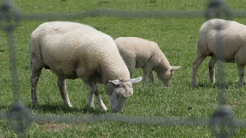 Sheeps Grazing in Slow Motion Stock Footage 79946764