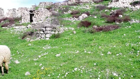 Sheeps grazing at spring between ruins Stock Footage