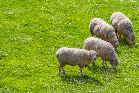 Sheeps grazing while one looks Stock Photos