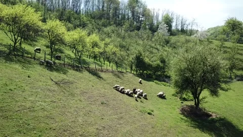 Sheeps on the green hill 4K Stock Footage 240096705