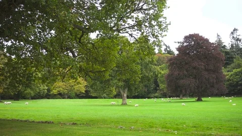 Sheeps in a Green Valley in the Scottish Borders Stock Footage 83020833