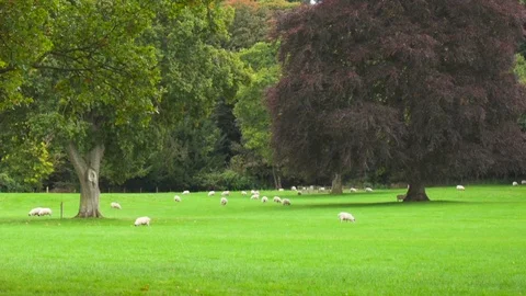 Sheeps in a Green Valley in the Scottish Borders Video stock 87192590