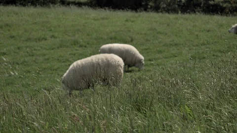 Sheeps Greezing in a Meadow Vídeos de archivo 111525672