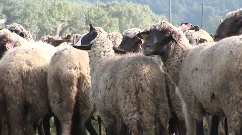 Sheeps group close up stand by Stock Footage 42362393