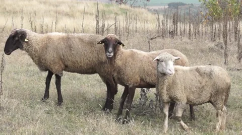 Sheeps group curious looking around Stock Footage 43320783