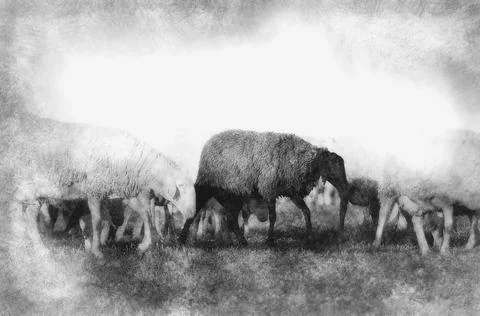Sheeps hand drawing effect with pencils Stock Illustration
