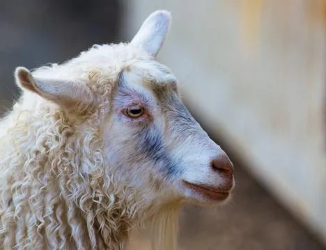 Sheeps head Stock Photos