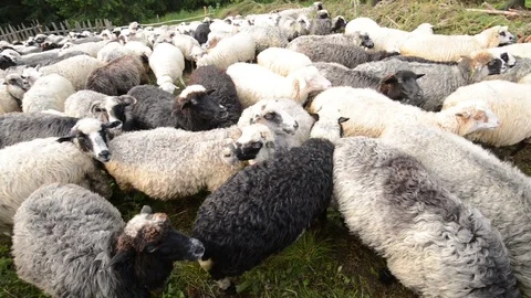 Sheeps herd closeup Stock Footage 82538337