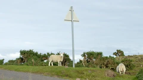 Sheeps in the highlands Stock Footage 219498746