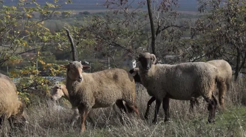 Sheeps on a hill Stock Footage 43320761