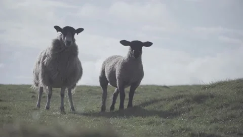 Sheeps on the hill Stock Footage 140390217